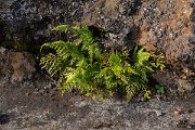 DPPhotography - Maderia - Asplenium adiantum-nigrum - A