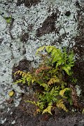 DPPhotography - Maderia - Asplenium adiantum-nigrum - C