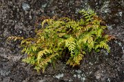 DPPhotography - Maderia - Asplenium adiantum-nigrum - D