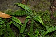 DPPhotography - Maderia - Asplenium anceps - A