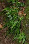 DPPhotography - Maderia - Asplenium anceps - B