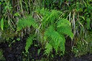 DPPhotography - Maderia - Athyrium filix-femina - A