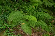 DPPhotography - Maderia - Athyrium filix-femina - C