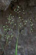 DPPhotography - Maderia - Briza minor - B