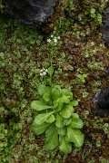 DPPhotography - Maderia - Brookweed, Samolus valerandi - A