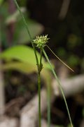 DPPhotography - Maderia - Carex extensa - A