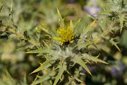 DPPhotography - Maderia - Carthamus lanatus - B