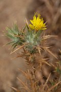 DPPhotography - Maderia - Carthamus lanatus - C