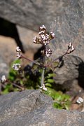 DPPhotography - Maderia - Centranthus calcitrapae - A