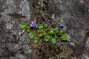 DPPhotography - Maderia - Common dog violet, Viola riviniana - A