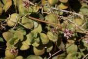 DPPhotography - Maderia - Crassula multicava - A
