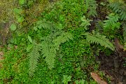 DPPhotography - Maderia - Cystopteris viridula - B