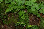 DPPhotography - Maderia - Cystopteris viridula - C