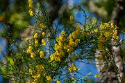 DPPhotography - Maderia - Cytisus scoparius - A