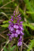 DPPhotography - Maderia - Dactylorhiza foliosa - A