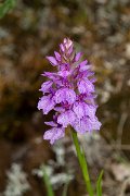 DPPhotography - Maderia - Dactylorhiza foliosa - B
