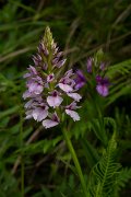DPPhotography - Maderia - Dactylorhiza foliosa - C