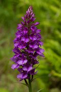 DPPhotography - Maderia - Dactylorhiza foliosa - D