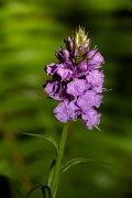 DPPhotography - Maderia - Dactylorhiza foliosa - E