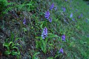 DPPhotography - Maderia - Dactylorhiza foliosa - F