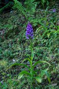 DPPhotography - Maderia - Dactylorhiza foliosa - G