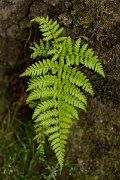 DPPhotography - Maderia - Dryopteris aemula - A