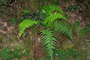 DPPhotography - Maderia - Dryopteris affinis - A