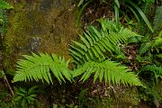 DPPhotography - Maderia - Dryopteris aitoniana - A