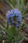 DPPhotography - Maderia - Echium nervosum - A