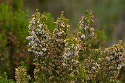 DPPhotography - Maderia - Erica arborea - A