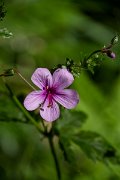 DPPhotography - Maderia - Geranium palmatum - A