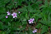 DPPhotography - Maderia - Geranium palmatum - B
