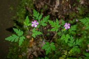 DPPhotography - Maderia - Geranium robertianum - A