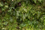 DPPhotography - Maderia - Hymenophyllum maderense - A