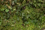 DPPhotography - Maderia - Hymenophyllum maderense - B