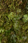 DPPhotography - Maderia - Hymenophyllum tunbrigense - D