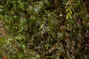 DPPhotography - Maderia - Hymenophyllum tunbrigense - F