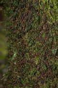 DPPhotography - Maderia - Hymenophyllum tunbrigense - H