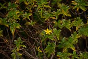 DPPhotography - Maderia - Hypericum canariense - A