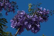 DPPhotography - Maderia - Jacaranda mimosifolia - A