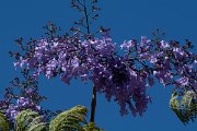 DPPhotography - Maderia - Jacaranda mimosifolia - B