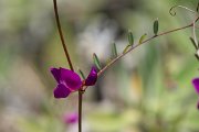 DPPhotography - Maderia - Lathyrus angulatus - A