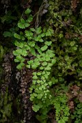 DPPhotography - Maderia - Maidenhair fern, Adiantum capillus-veneris - B