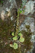 DPPhotography - Maderia - Navelwort, Umbilicus rupestris - A
