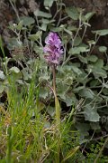 DPPhotography - Maderia - Orchis scopulorum - C