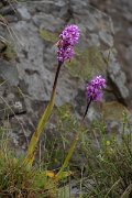 DPPhotography - Maderia - Orchis scopulorum - E