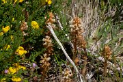 DPPhotography - Maderia - Orobanche minor - A