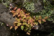 DPPhotography - Maderia - Polygonum capitatum - A