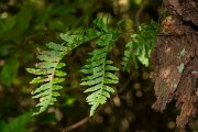 DPPhotography - Maderia - Polypodium interjectum - A
