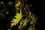 DPPhotography - Maderia - Polypodium vulgare - B
